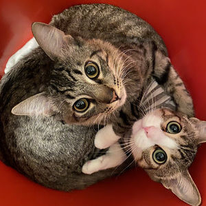 Meet your Posher, Adrian